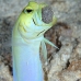 jawfish_yellowhead_oc_jar_v_0071_cub0570.jpg
